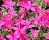 Show product details for Rhodohypoxis Knockdolian Red